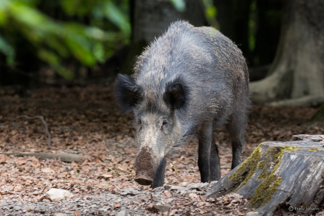 Wild boar after digging; Germany