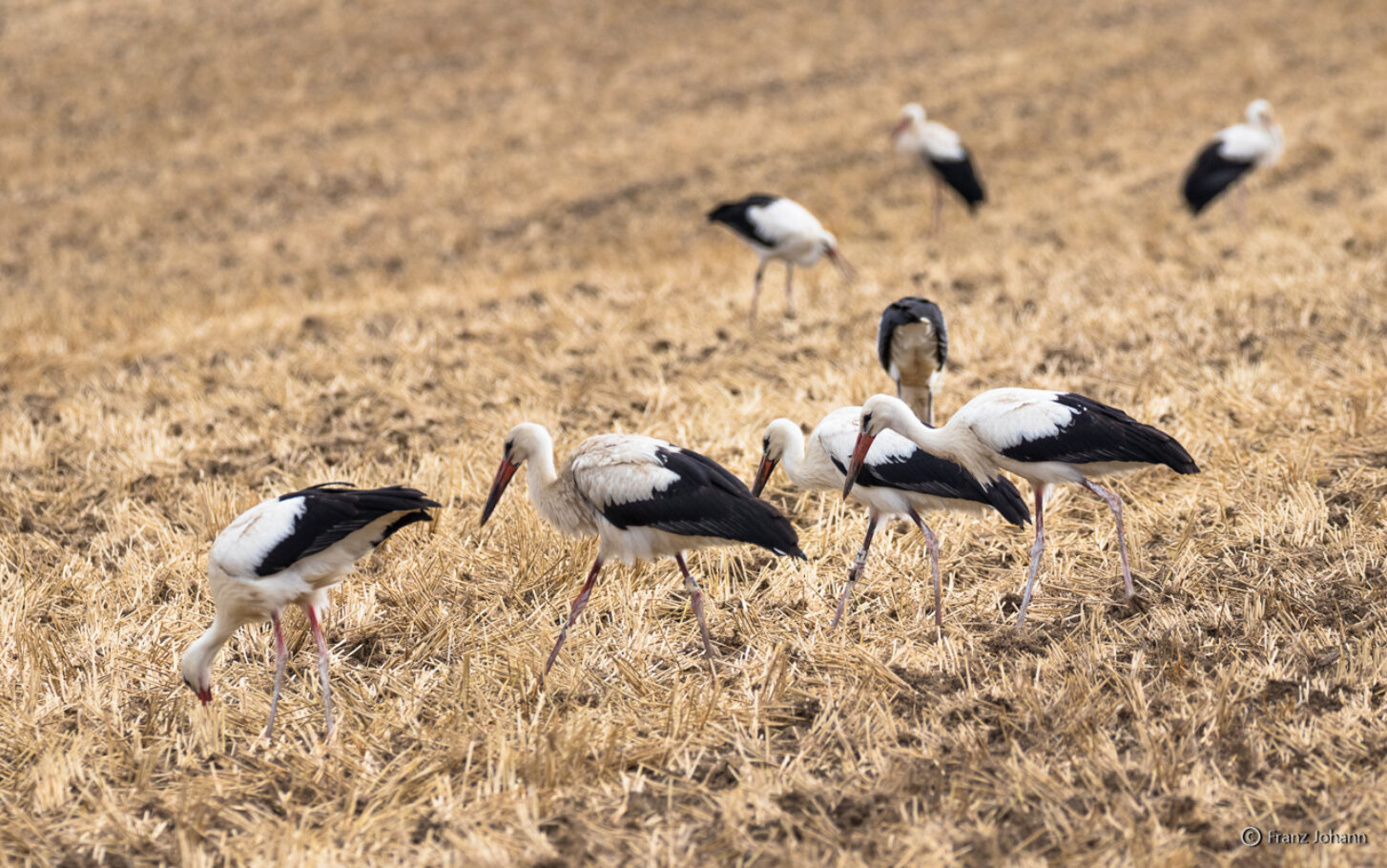 White storks in a harvested field; Germany