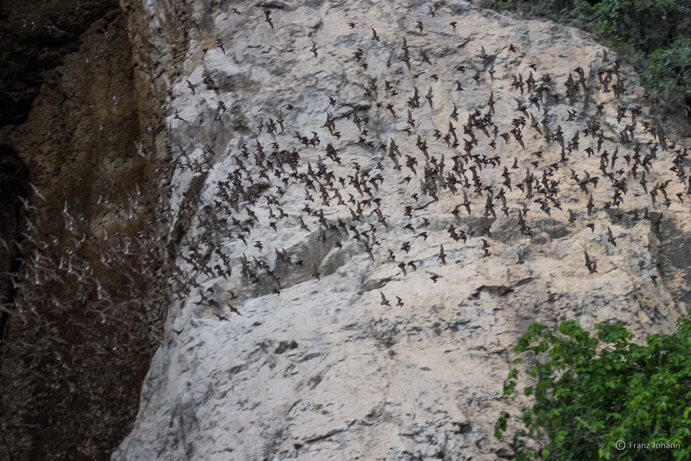 Wrinkle-lipped bats take off into the night; Cambodia