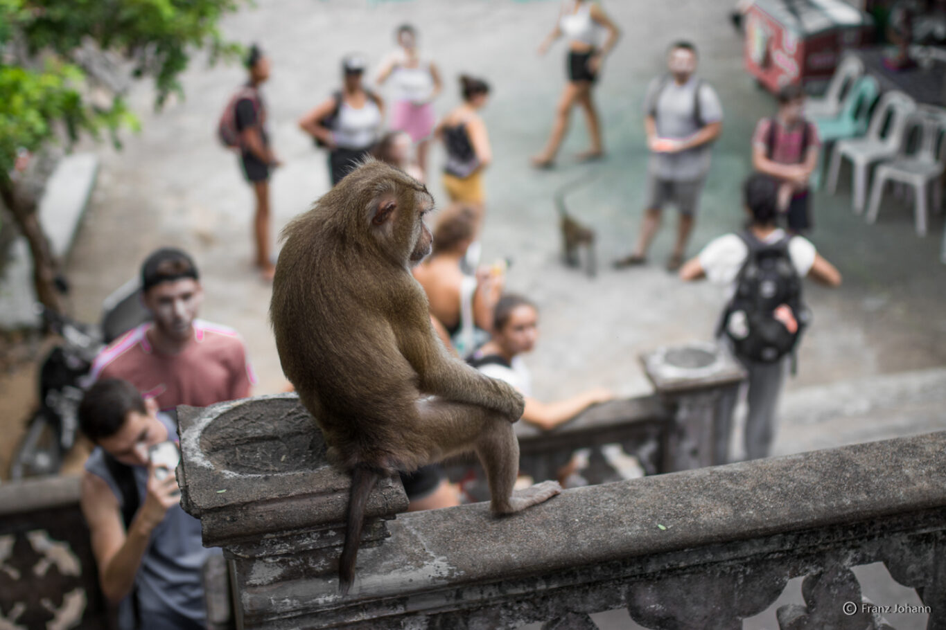 Macaque looking at people; Cambodia