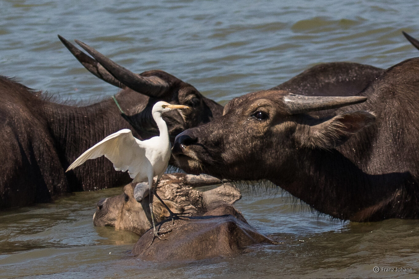 An interesting fragrance; cattle egret and water buffalos; Laos