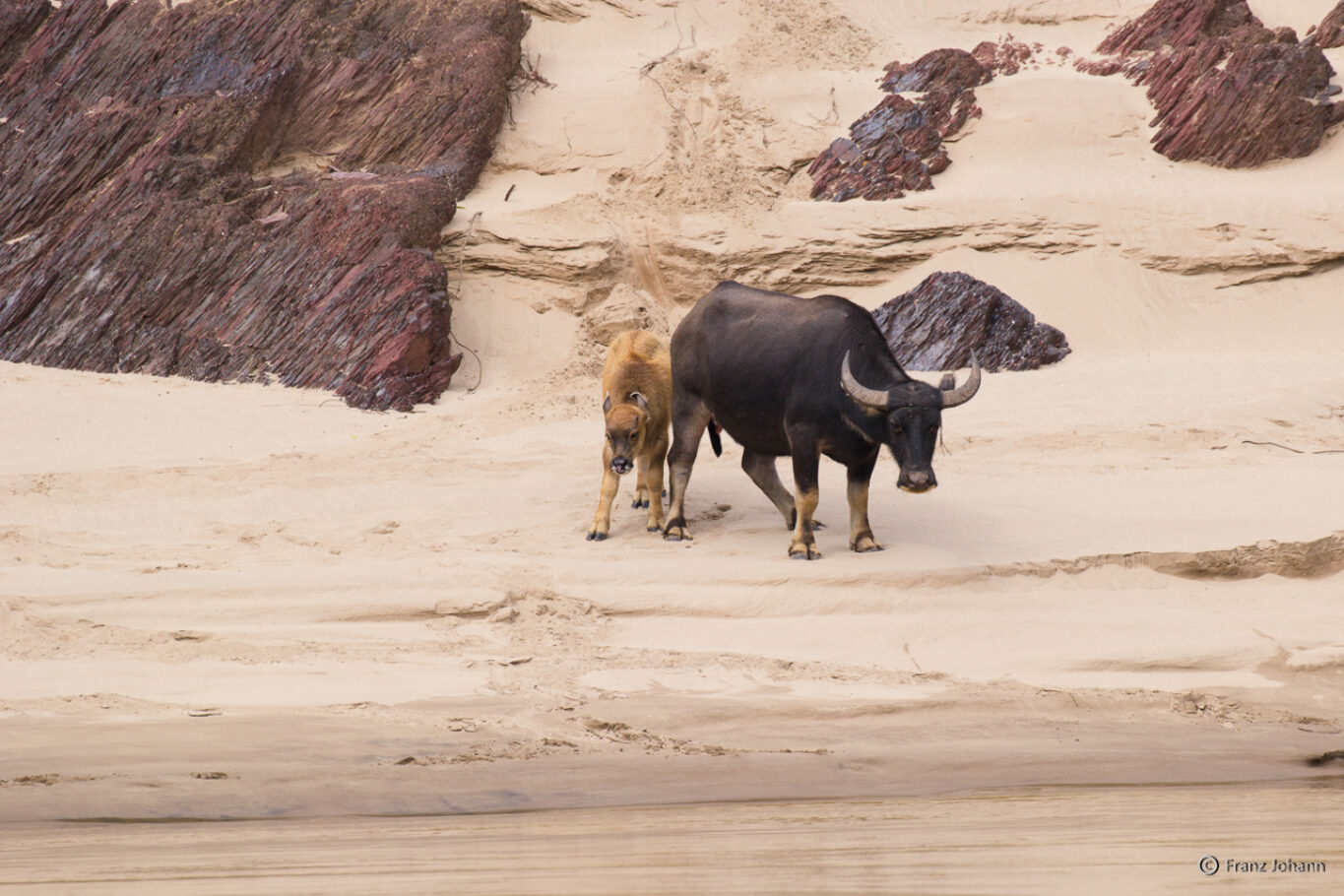 Water buffalos on a sandy beach; Laos
