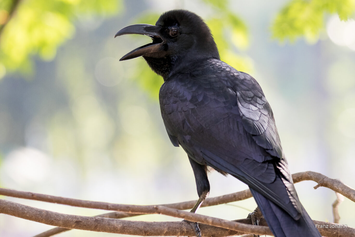 Calling large-billed crow (Corvus macrorhynchos); Thailand