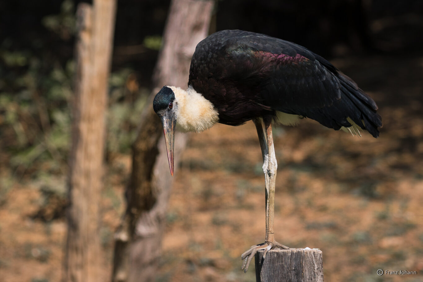 Woolly-necked stork poses on a pole; Laos