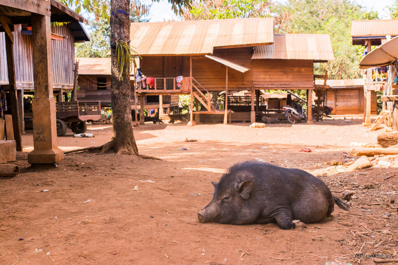 Pig during the afternoon nap; Laos