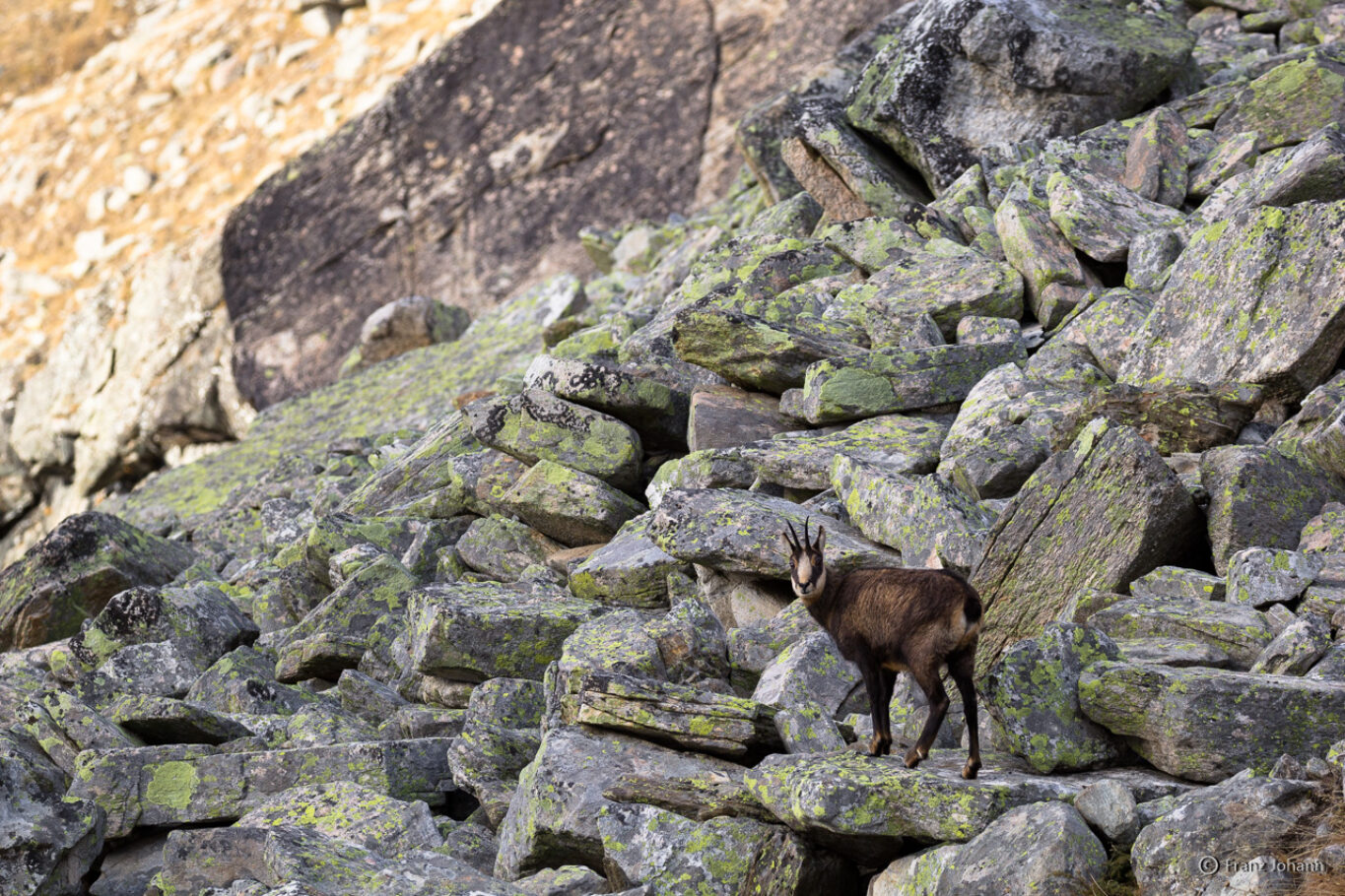 Chamois on colourful overgrown scree; Italy