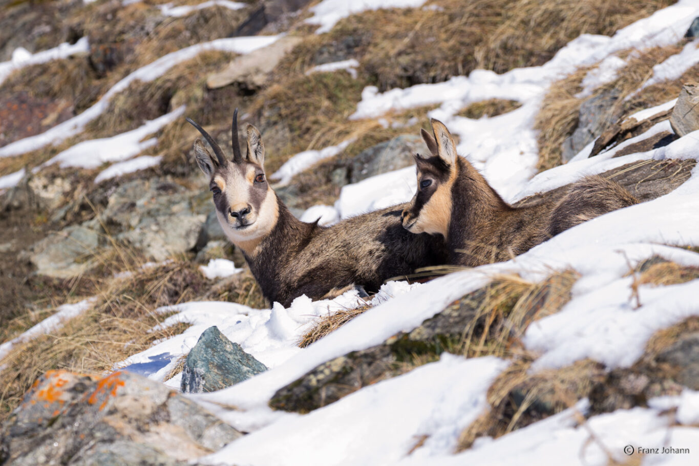 Mother and child; Chamois; Italy