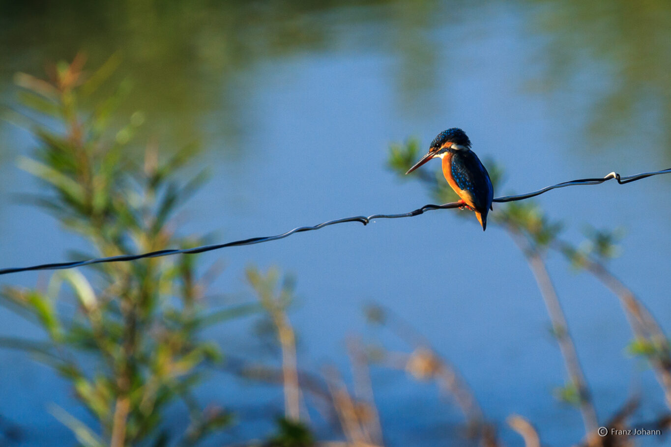 Kingfisher on the lookout; Laos