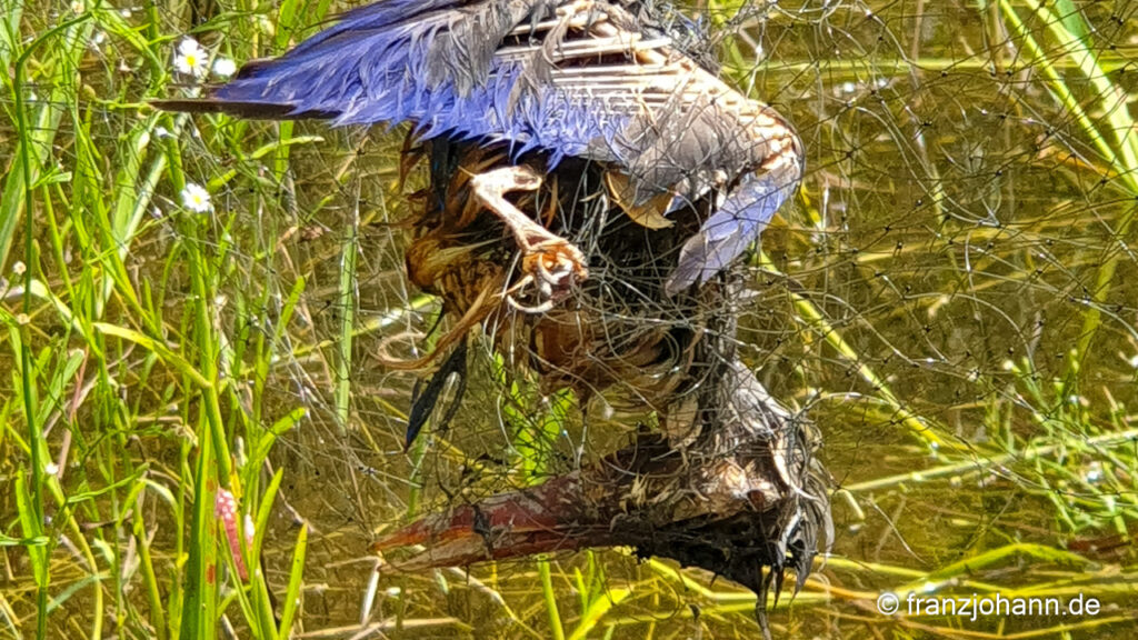 Killed kingfisher