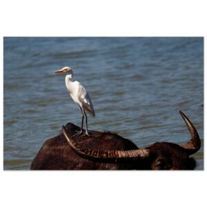 Cattle Egret (Bubulcus ibis) Perched on a Water Buffalo.