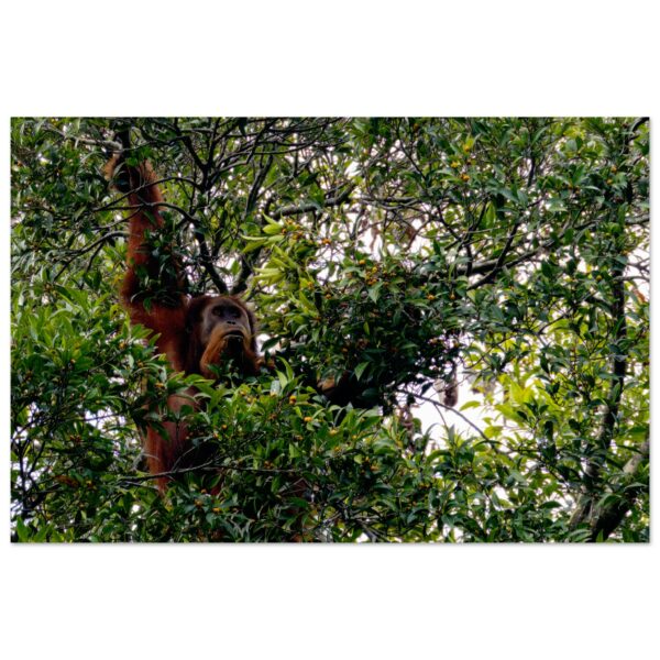 Sumatran Orangutan (Pongo abelii) enjoys the Fig Tree