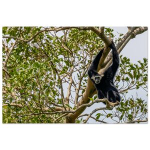 Pileated Gibbon (Hylobates pileatus) Looking Out.