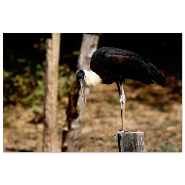 Woolly-Necked Stork (Asian Woollyneck, Ciconia episcopus)