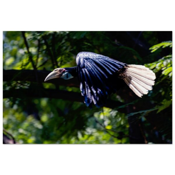 Flight of the Wreathed Hornbill (Rhyticeros undulatus)