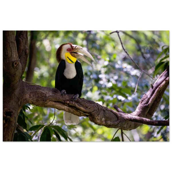 Wreathed hornbill (Rhyticeros undulatus) male on a tree nose