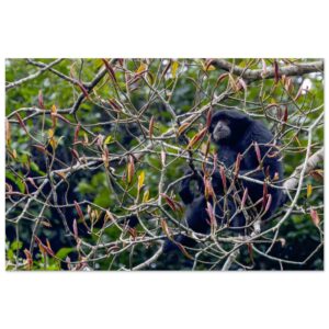 Siamang (Symphalangus syndactylus) between young leaves