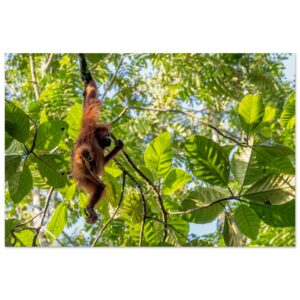 Sumatran Orangutans (Pongo abelii): a Bite Between Huge Leaves.