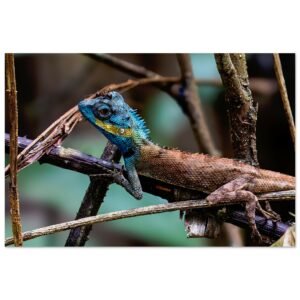 Vietnamese Blue Crested Lizard (Calotes bachae): whats up?