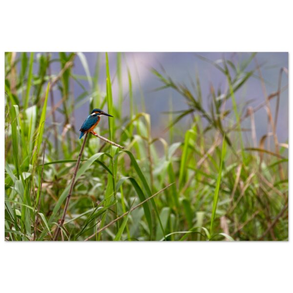 Common Kingfisher (Alcedo atthis) in the Reeds
