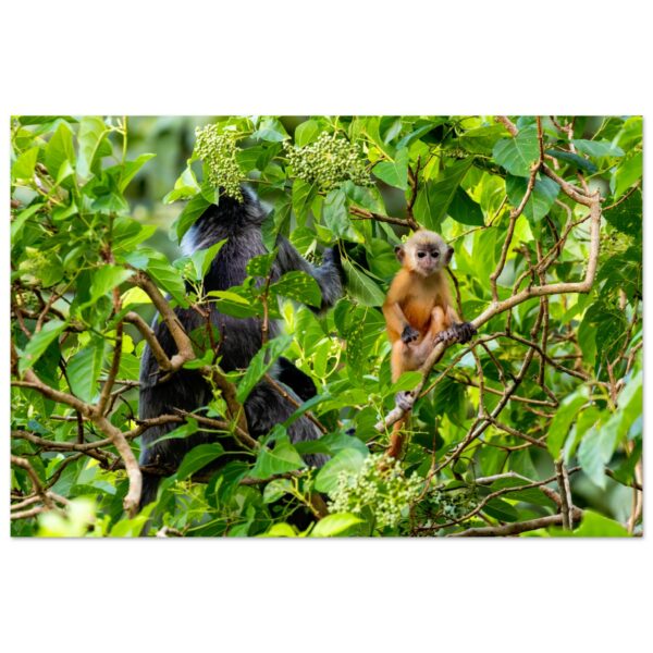 Silvery Lutung (Silvered Leaf Monkey, Trachypithecus cristatus) Baby Exploring the World