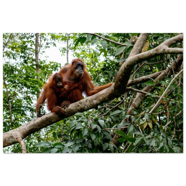 Sumatran Orangutans (Pongo abelii): Goodbye to a Friend