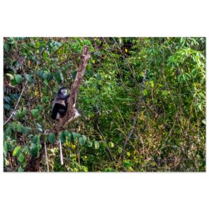 Black-Shanked Douc Langur (Pygathrix nigripes) on a Lookout Tree Trunk