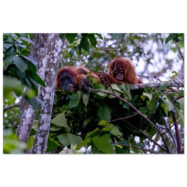 Mum and Baby Sumatran Orangutan (Pongo abelii) in the Nest