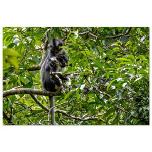 Thomas's Langur (Thomas's Leaf Monkey, Presbytis thomasi) Mum Cares for her Baby