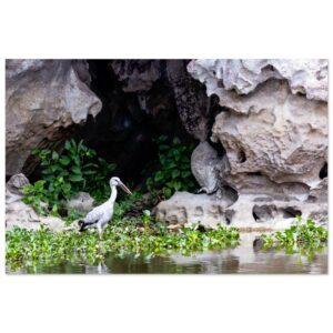 Asian Openbill Stork (Anastomus oscitans) in Front of a Limestone Cave