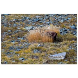 Alpine Ibex (Capra ibex): Where are the Goodies?