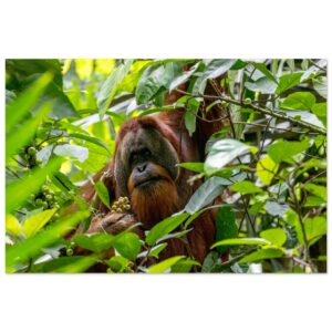 A Sumatran Orangutan (Pongo abelii) Eating Fruits