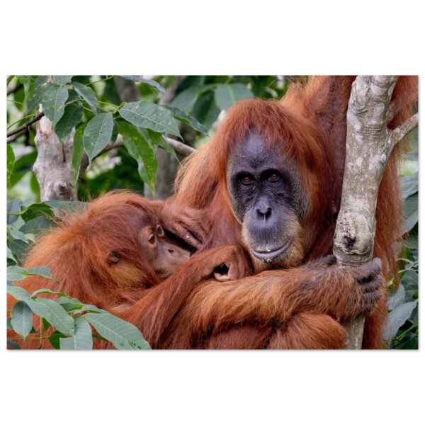 Sumatran Orangutans (Pongo abelii): Mum's Happiness