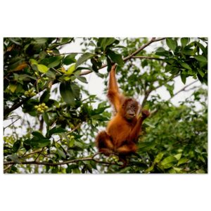 Young Sumatran Orangutan (Pongo abelii) Enjoys Water Apple