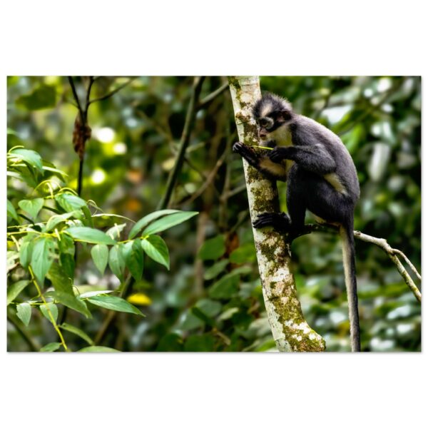 Thomas's Langur (Thomas's Leaf Monkey, North Sumatran Leaf Monkey, Presbytis thomasi) Inspects a Stem