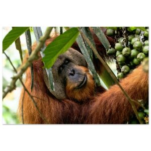 A Sumatran Orangutan (Pongo abelii) on a Sugar Palm