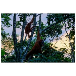 A Sumatran Orangutan (Pongo abelii) Mum and her Baby Enjoy the Sunset