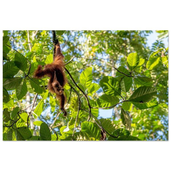 Sumatran Orangutans (Pongo abelii) moving between huge leaves.