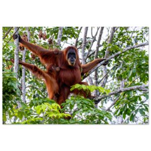 A Proud Sumatran Orangutan (Pongo abelii) Mum and her Baby