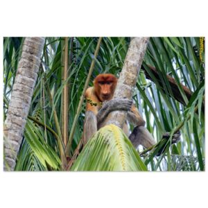 Proboscis Monkey (Long-Nosed Monkey, Nasalis larvatus) Looks at You