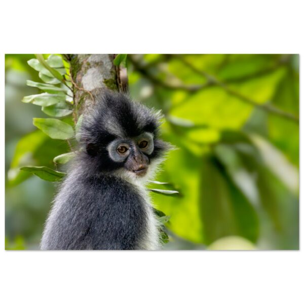 Why are You Looking? Thomas's Langur (Thomas's Leaf Monkey, Presbytis thomasi)