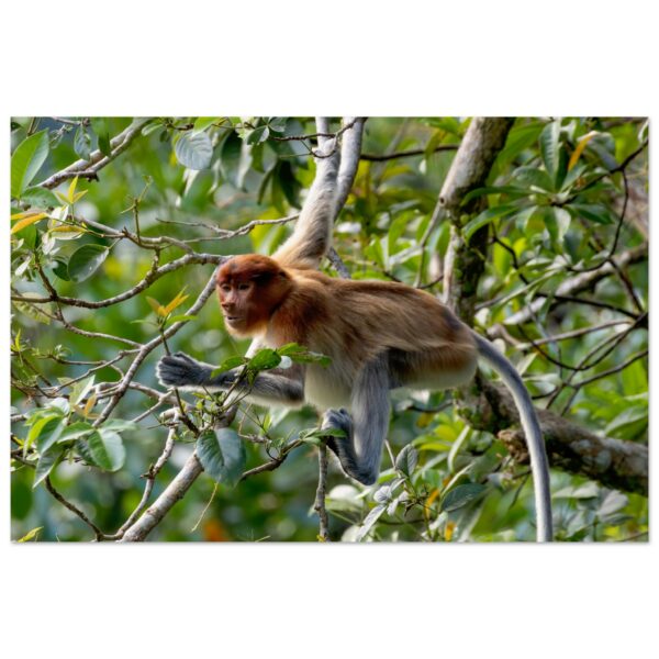 Juvenile Proboscis Monkey (Nasalis larvatus)