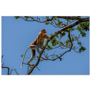 Male Proboscis Monkey (Nasalis larvatus) Climbing Up