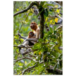 Proboscis Monkey (Nasalis larvatus) Mum and Baby in a Cosy Place